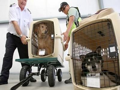 Авиаперевозка собак по России